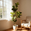 6FT Artificial Fiddle Leaf Fig Tree with Black Plastic Pot, Real Touch Fake Indoor Plant for Home Office Living Room Corner Decoration, 1pc/set