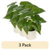(3 pack) 10-inch x 4-inch Artificial Philodendron Leaf Plant in White Pot, Green, for Indoor Use, by