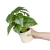 (3 pack) 10-inch x 4-inch Artificial Philodendron Leaf Plant in White Pot, Green, for Indoor Use, by